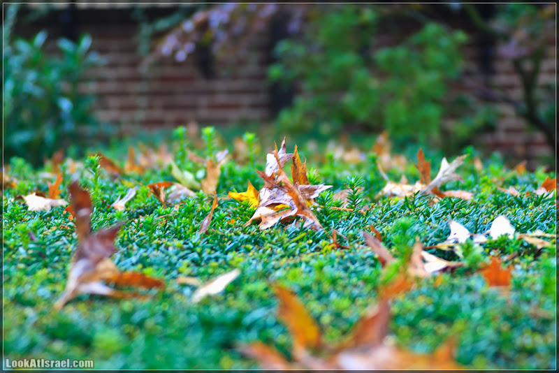 Америка 2.0 / Нью Йорк   Forest Hills (foto america  фото природа дождь и снег new york  20111019 usa ny forest hills 041 9131)