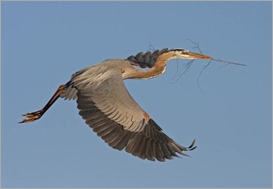 Great Blue Heron at nesting time. John Wise._