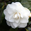 Flower at Port Arthur - Hobart, Australia