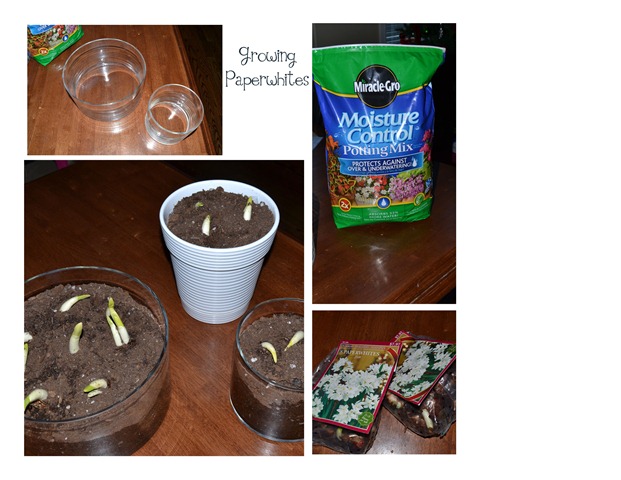 Sugar Scrub-001