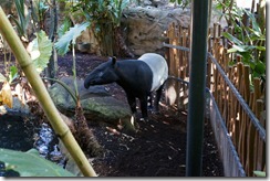 Tapir, Taronga Zoo