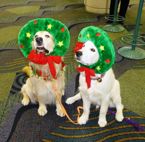 golden retrievers w xmas costumes