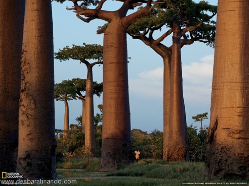 wallpapers national geographic desbaratinando  (55)