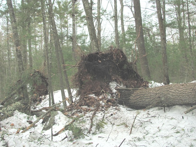 [Blizzard%25202.12.2013%2520uprooted%2520tree%2520on%2520U%2520Einos%2520land%255B3%255D.jpg]