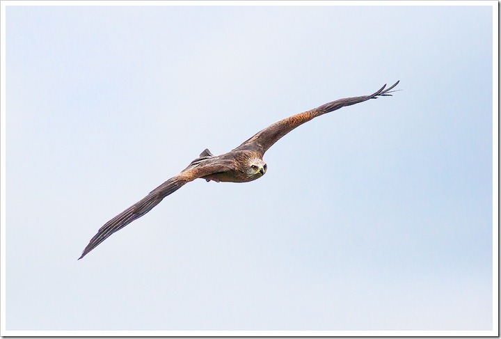 Red Kite