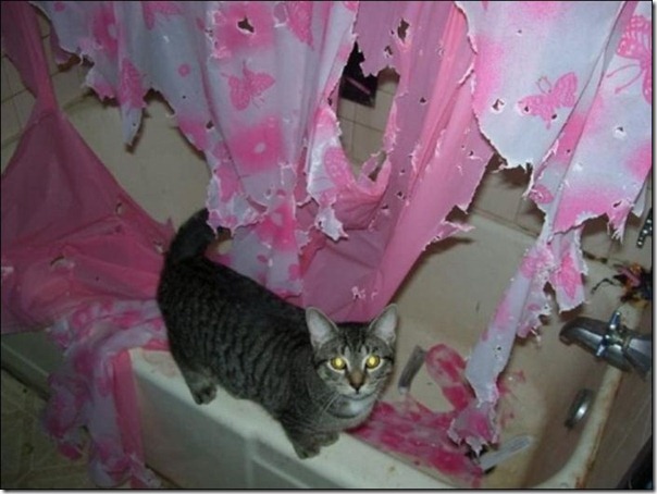 gato 2