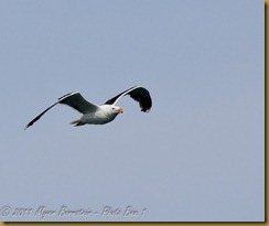 Great Black-backed Gull flight D7K_3460 August 13, 2011 NIKON D7000