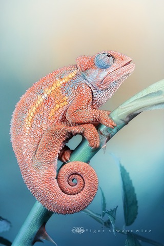 [rudis_chameleon_by_blepharopsis%255B3%255D.jpg]