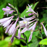 bloemen 2 014.jpg