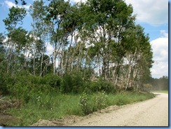 2209 Manitoba Lake Audy Rd West Riding Mountain National Park - recent tree damage