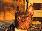 The rest of the photos are ones I renamed based on their celebrity look-a-likes.... Here's 'Joe Pesci'