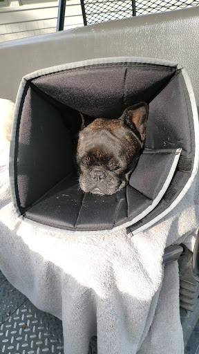 While I'm still recovering from my eye surgury, let me tell you about some new friends that Sharkey, G.K., and I met a few weeks ago before all of our troubles began.