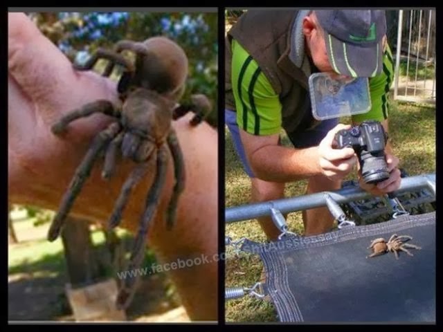 [australia-scary-spiders-013%255B2%255D.jpg]