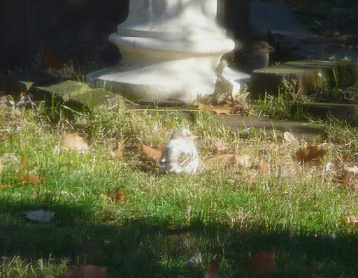 Snowy the albino House Sparrow