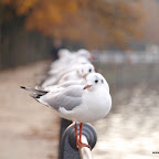 20091031 Allgaeu 0157 [640x480].JPG
