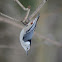 White Breasted Nuthatch