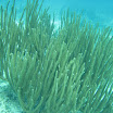  Scuba Dive Buck Island Reef