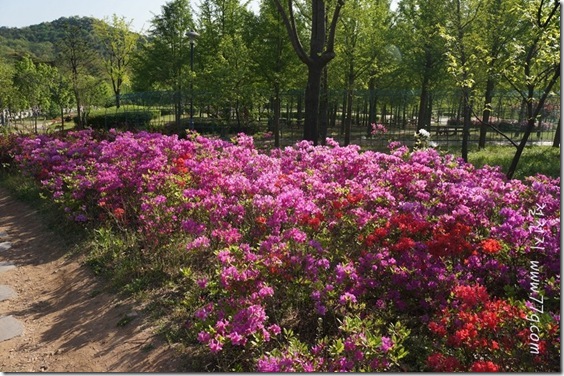 철천지DSC00483-20120504-082755 철천지DSC00483-20120504-082755