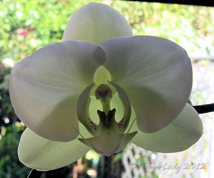 [02-14-nancis-orchid%255B4%255D.jpg]