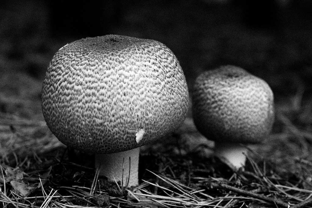 [Scaly-Wood-Mushroom3.jpg]