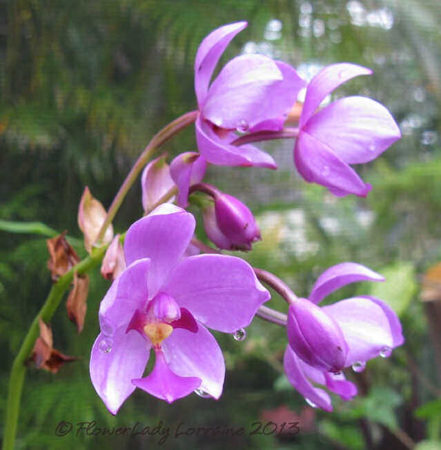 [06-27-grnd-orchid%255B5%255D.jpg]
