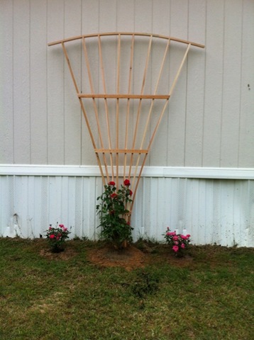 [Roses%2520and%2520Trellis%255B6%255D.jpg]