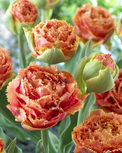 [Tulipa%2520Sensual%2520Touch%2520-%2520visi39671%2520-%2520300dpi%255B1%255D%255B4%255D.jpg]