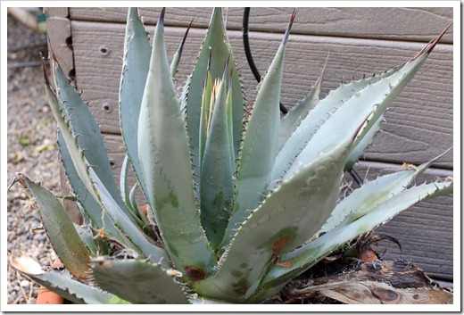 130503_Agave-parryi-with-flower-spike_02
