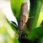 Culladia achroellum