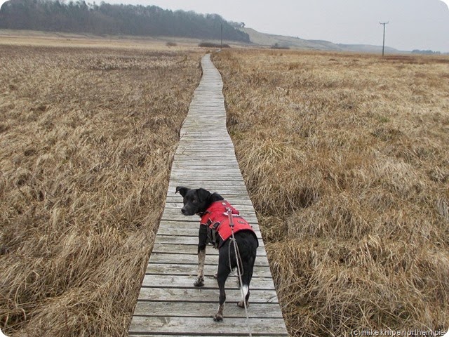 dogboards dogboards