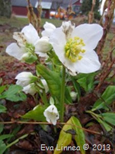 IMG_8537 IMG_8537