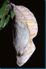 red-admiral-chrysalis