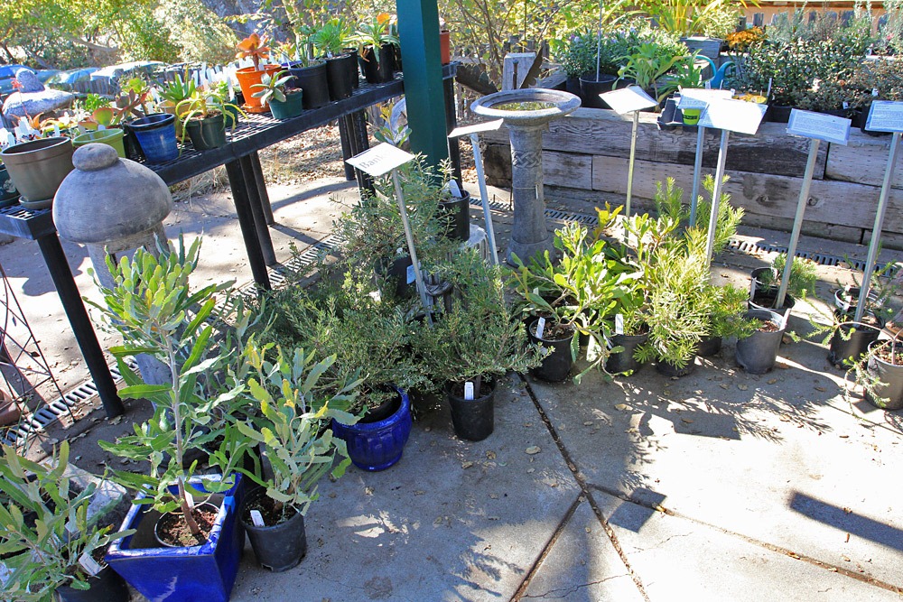 [121027_UCSCArboretum_Norries7%255B2%255D.jpg]