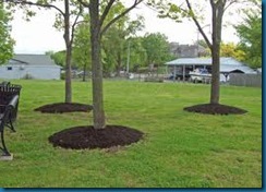 mulch trees