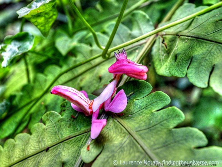 Orchid Mantis