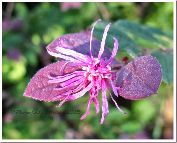 10-20-fringe-flower