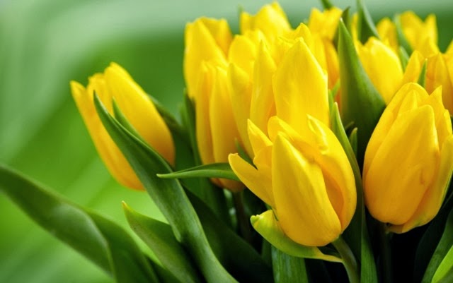 [yellow-tulips-hd_tn2%255B2%255D.jpg]