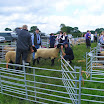Sheep & Rare Breeds