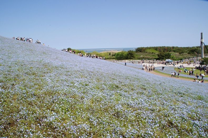 hitachi-seaside-park-9-790 hitachi-seaside-park-9-790