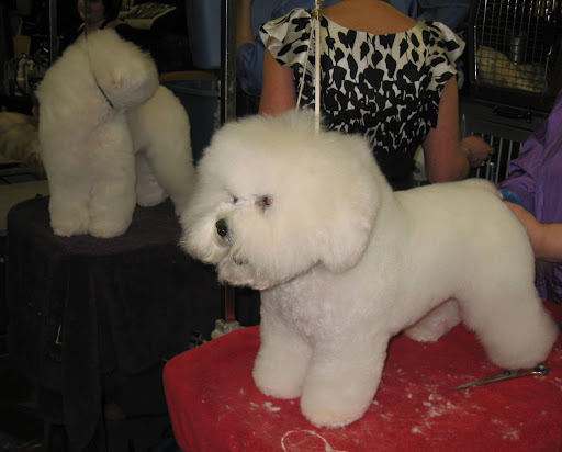 Real life cotton balls! A Bichon Frise gets pampered.