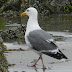 Western.gull.dscn8762