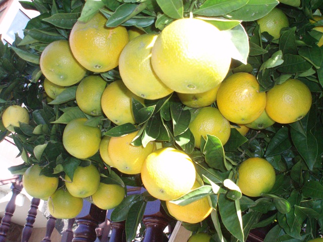 [Naranjas%255B3%255D.jpg]
