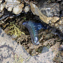 Bluebottle or Portugese Man-o-War