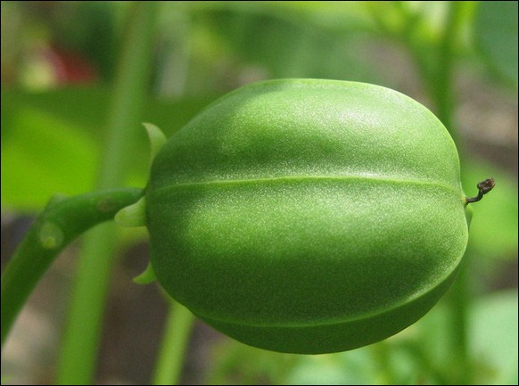 Croton Oil Croton Oil