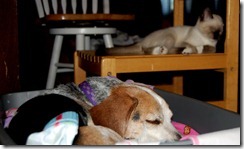 catdogbin5
