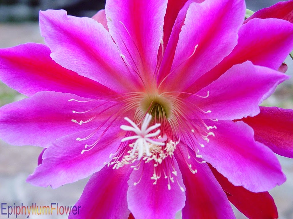 [Epi%2520Showboat%255B5%255D.jpg]