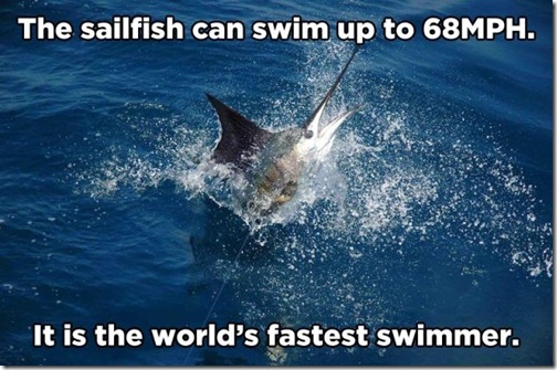 little_known_and_incredible_animal_facts_640_01