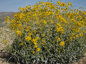Brilliant Brittle Bush along the S2 highway