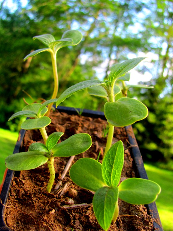 [sunflower%2520seedlings%255B8%255D.jpg]