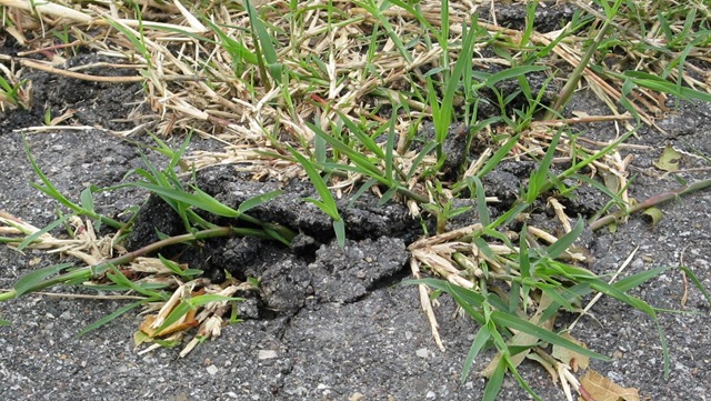 [IMG_8726CROPPED%255B2%255D.jpg]